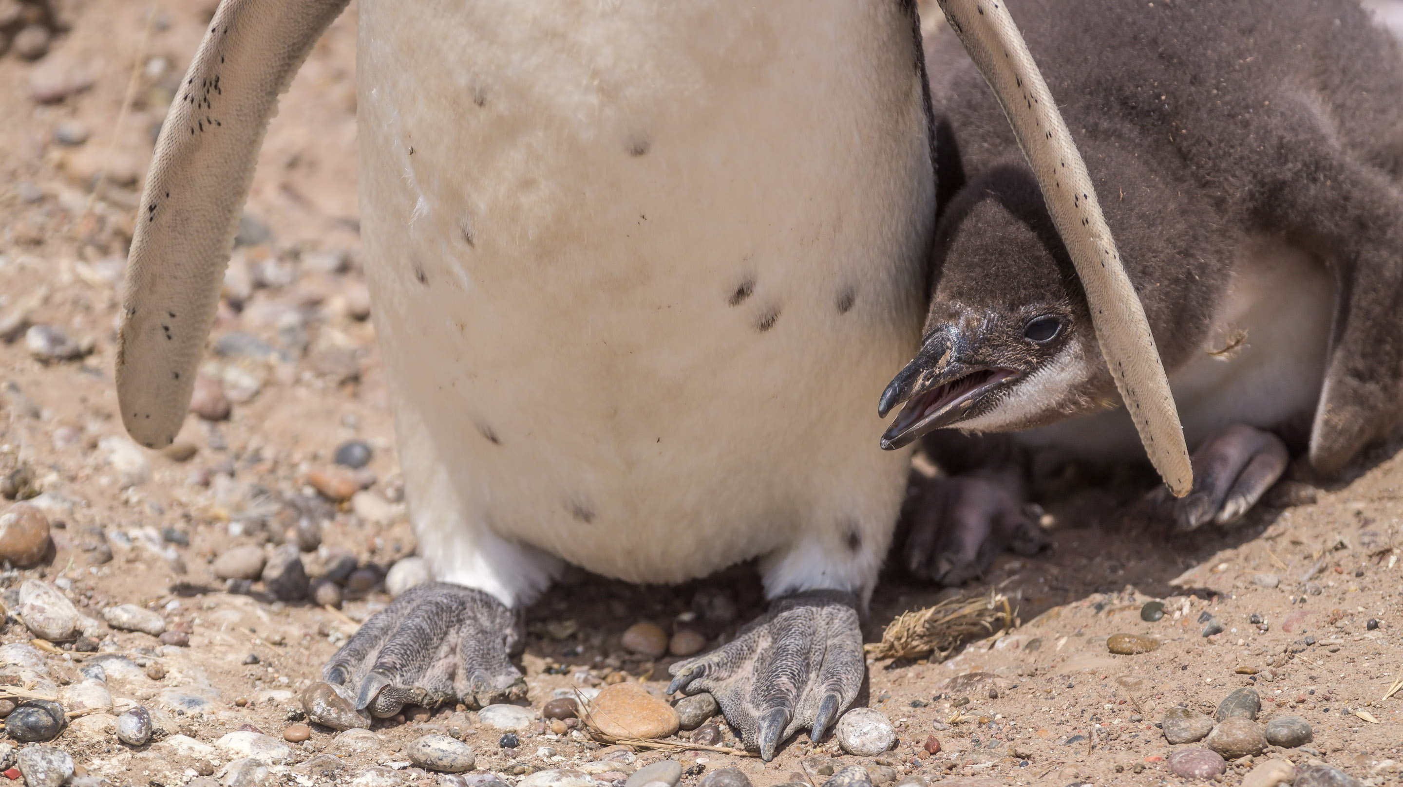 Punta Tombo Penguins