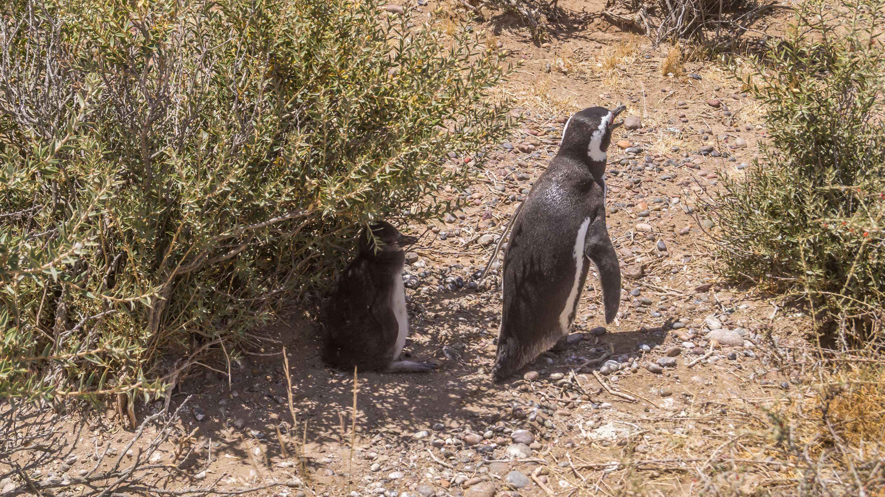 Punta Tombo Penguins