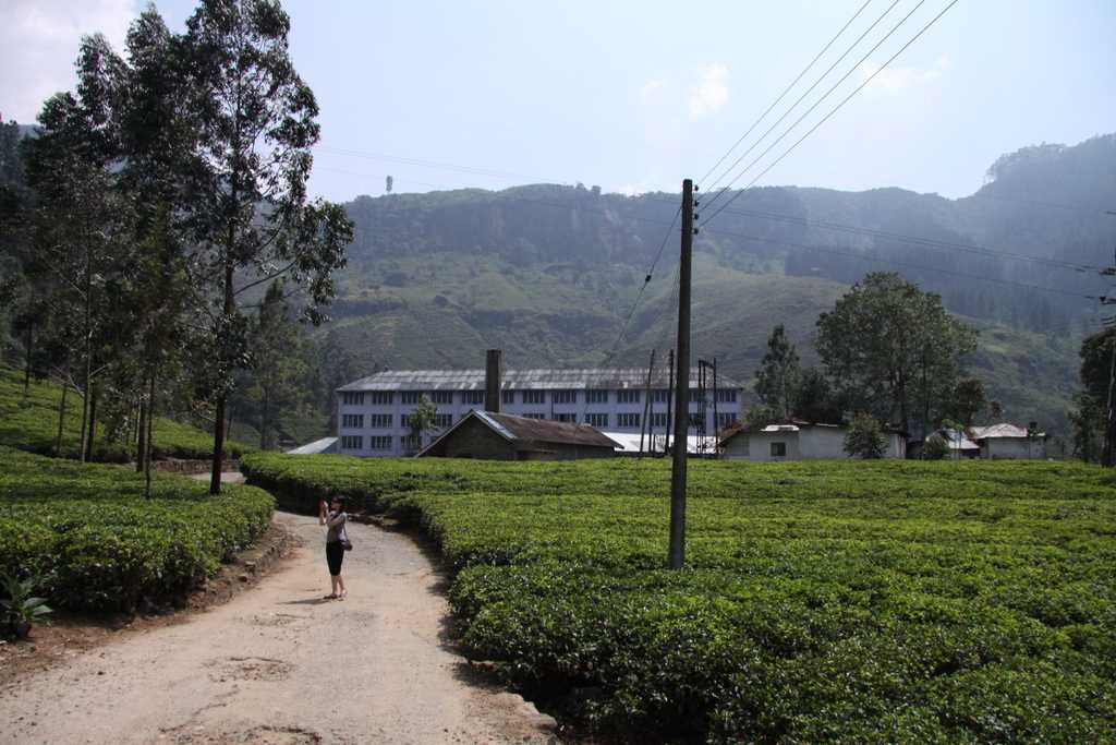Pola herbaty na Sri Lance