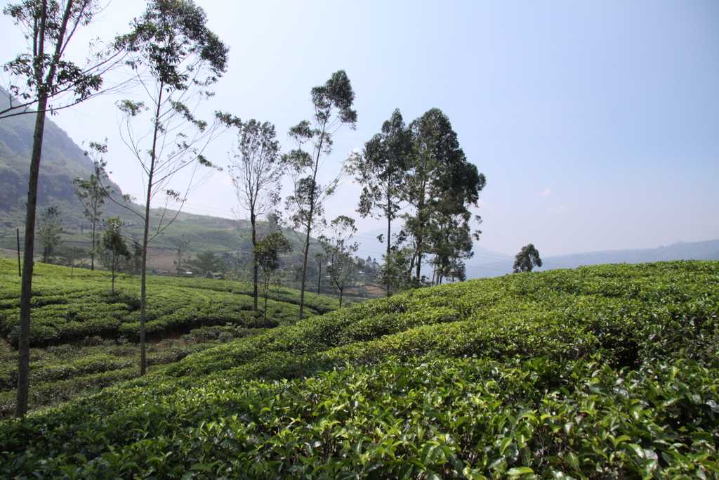 Pola herbaty na Sri Lance