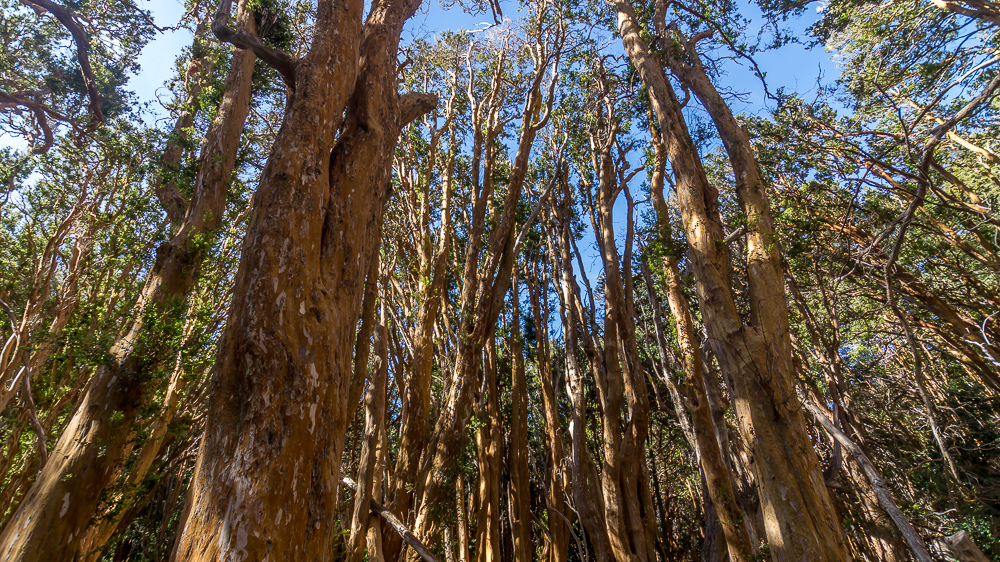 Los Arrayanes Villa la Angostura park narodowy drzewa