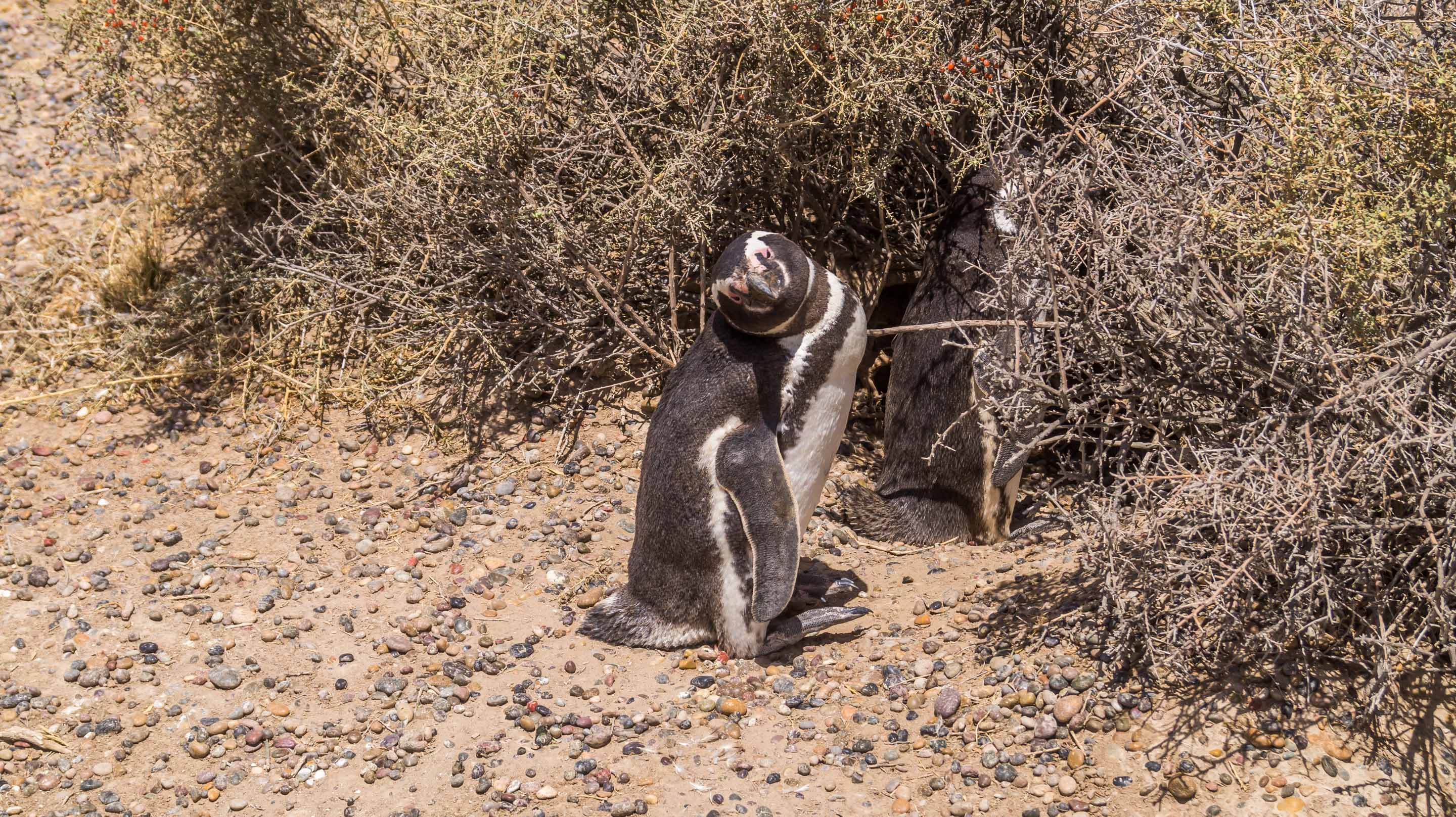 Punta Tombo pingwiny magellańskie kolonia