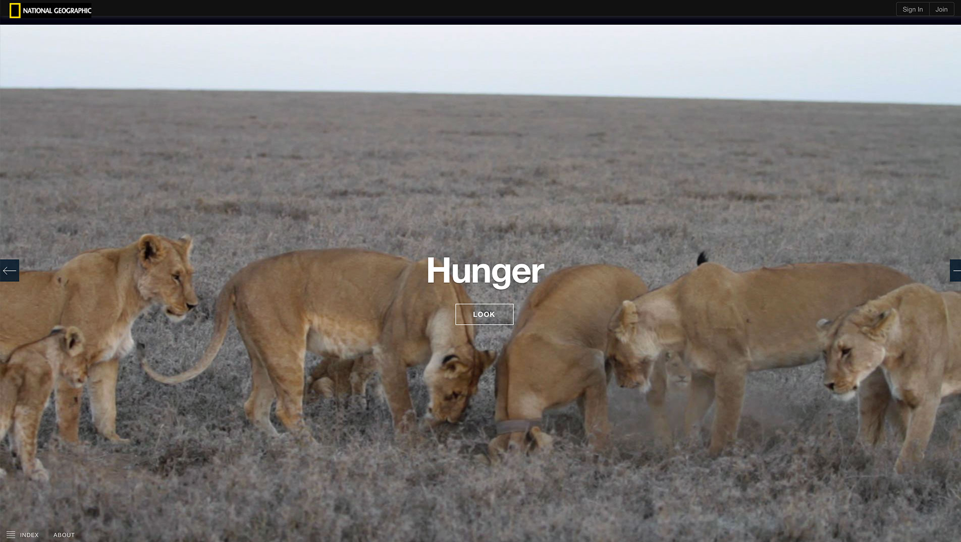 Serengeti Lion