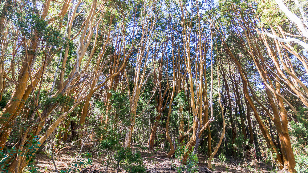 Los Arrayanes Villa la Angostura park narodowy drzewa