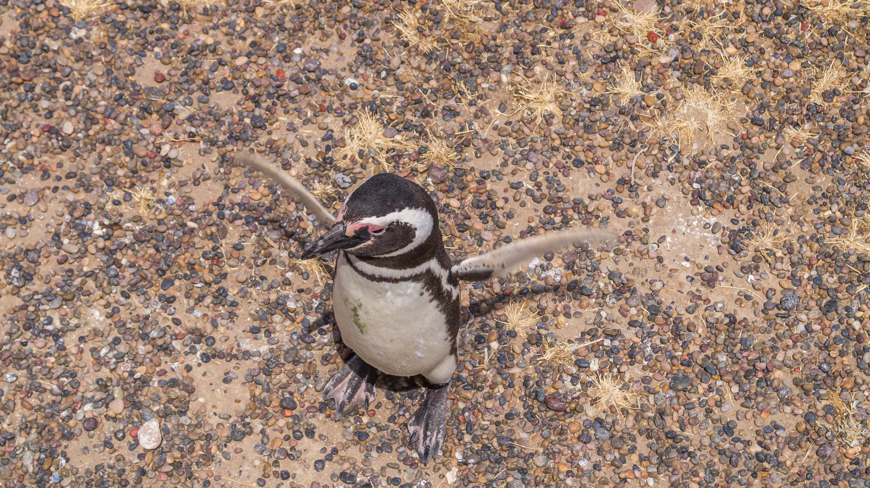 Punta Tombo pingwiny magellańskie kolonia