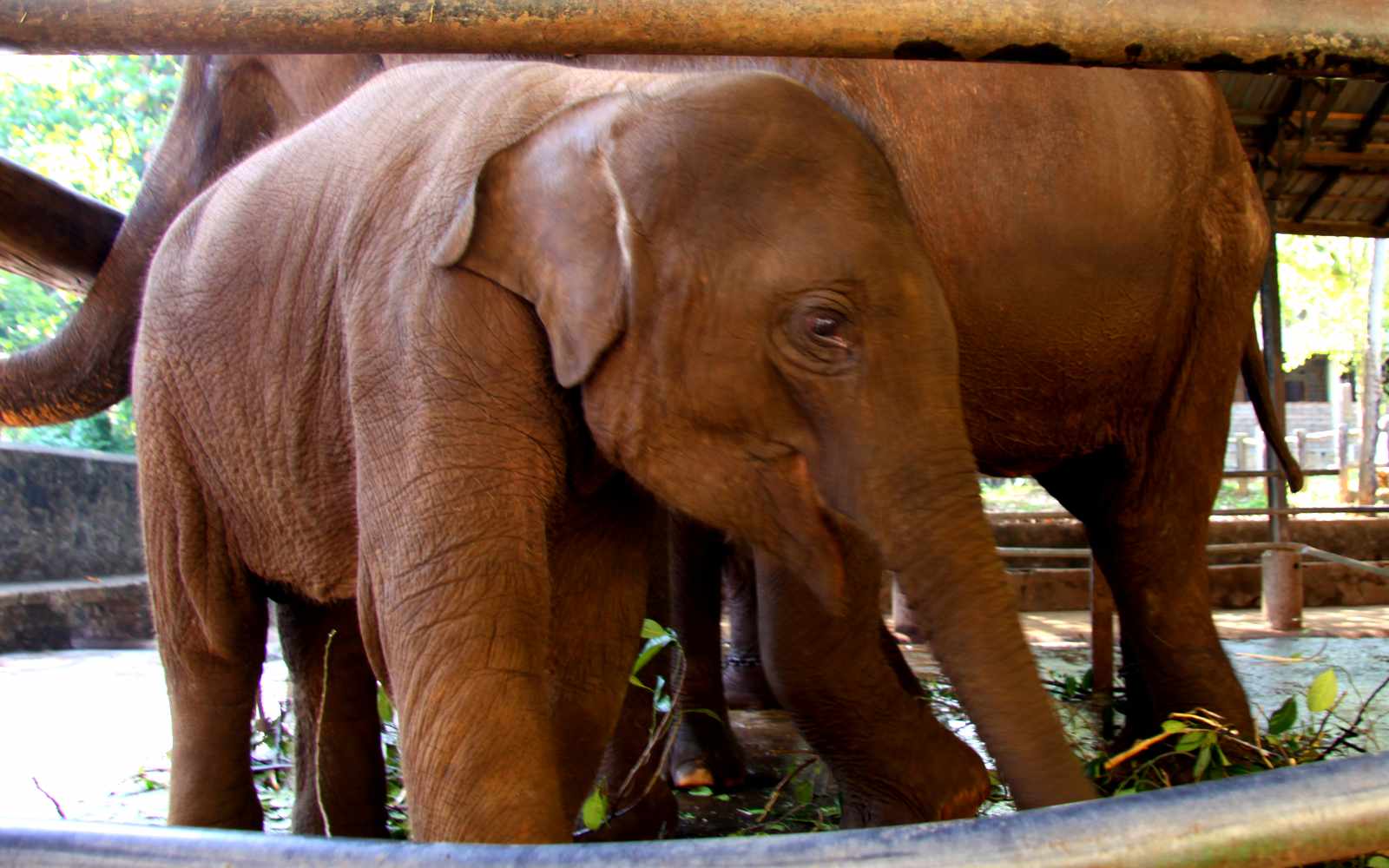 Małych słoni nie można karmić - banany są dla nich (jeszcze) szkodliwe