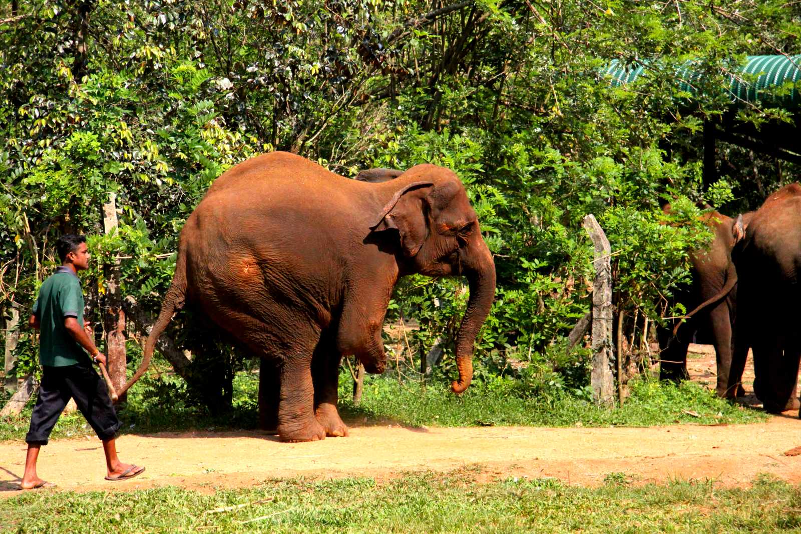 Niektóre słonie sporo przeszły - ten stracił stopę, wchodząc na minę