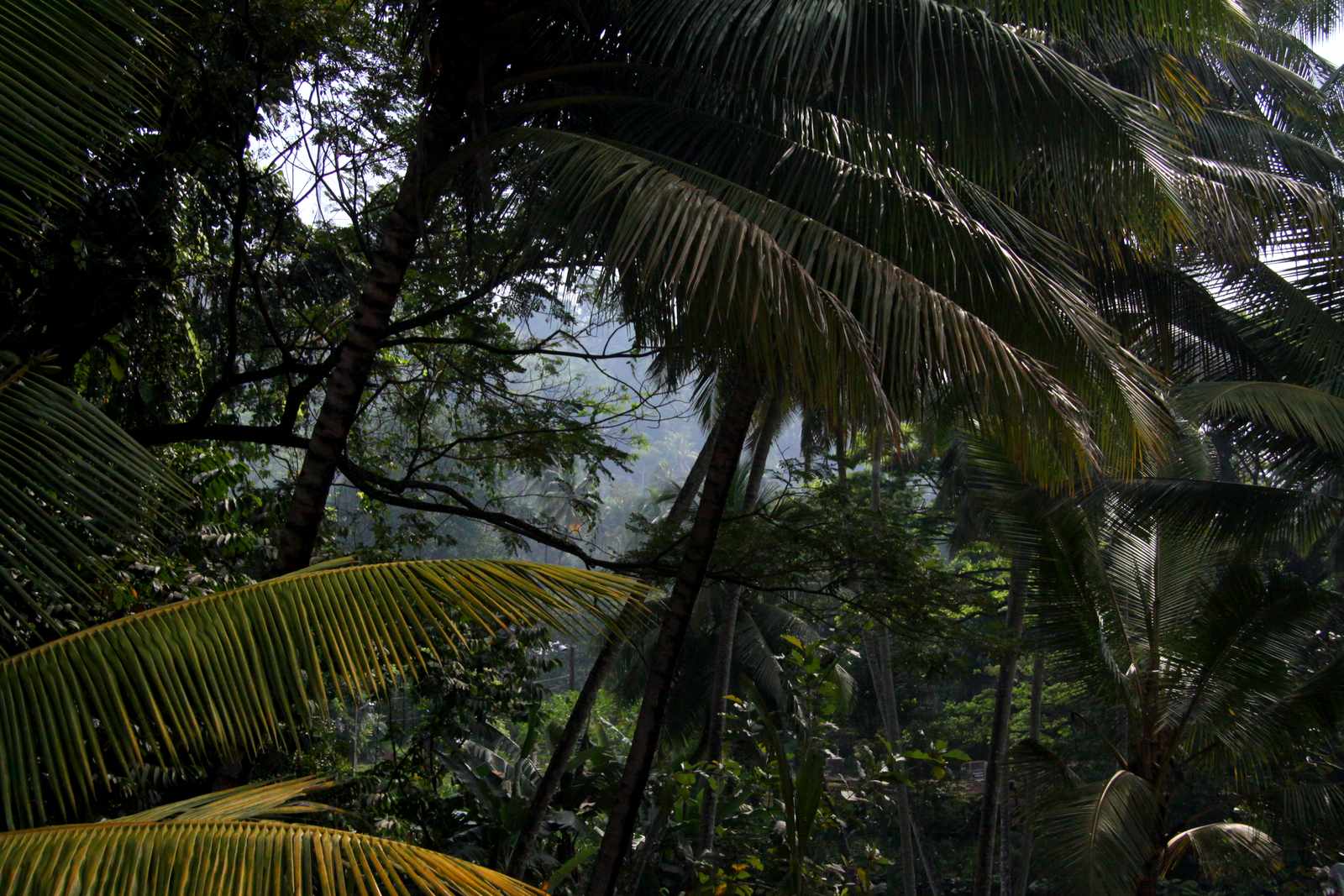 Można powiedzieć, że pierwszy raz na Sri Lance widzieliśmy dżunglę